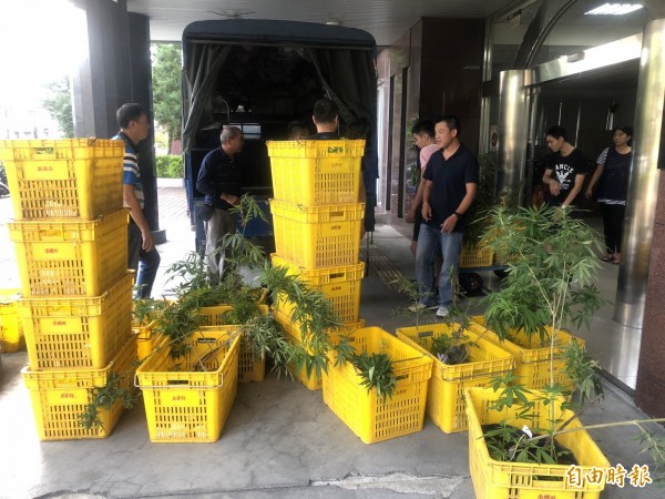 南投檢警於南投縣國姓鄉長福村山區破獲大麻園,查扣大麻500多棵,裝箱準備送往南投地檢署。(記者佟振國攝)
