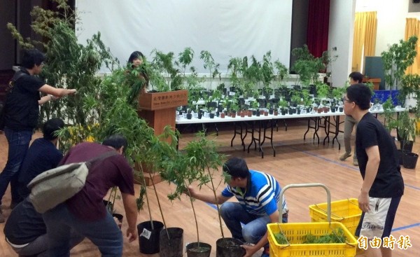 南投地檢署破獲大麻案記者會的會場,擺滿大大小小的大麻活株情形。(記者謝介裕攝)