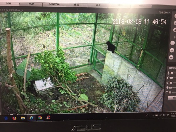南安小黑熊運送至特生中心展開移地野放訓練,到了新環境小黑熊隨即爬上爬下探索環境。(林務局花蓮林管處提供)