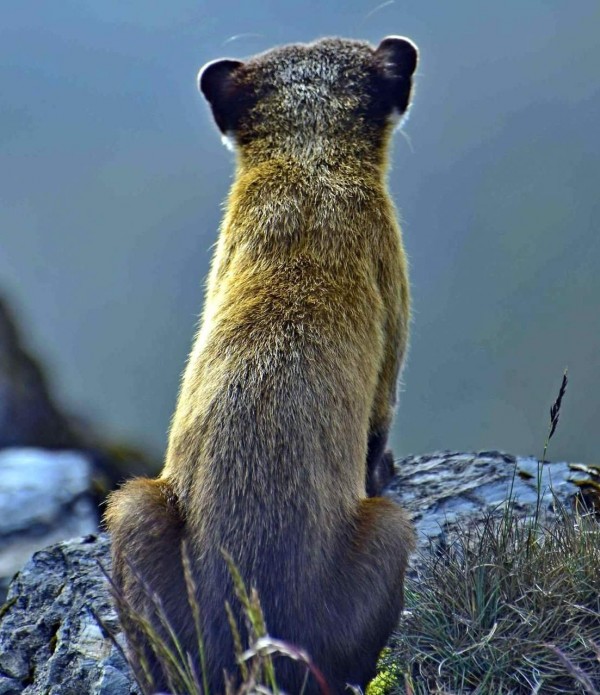 保育類動物黃喉貂,好像在學習玉山北峰氣象站人員觀察天氣情形。(記者謝介裕翻攝)