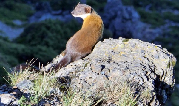 保育類動物黃喉貂在玉山北峰山崖迎接晨曦情形。(記者謝介裕翻攝)