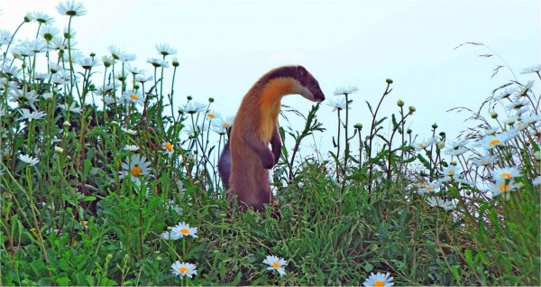 保育類動物黃喉貂在玉山北峰賞花的可愛模樣。(記者謝介裕翻攝)