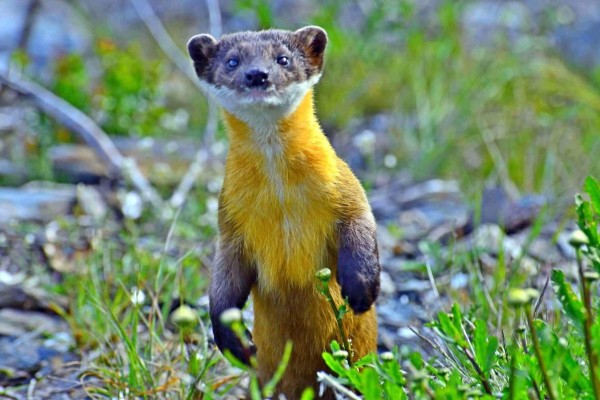 保育類動物黃喉貂伸頸仰望,像似在與玉山北峰氣象站人員打招呼。(記者謝介裕翻攝)