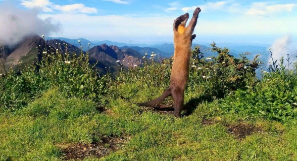 保育類動物黃喉貂抬頭仰望又作出舉手姿勢,像似在與玉山北峰氣象站人員打招呼。(記者謝介裕翻攝)