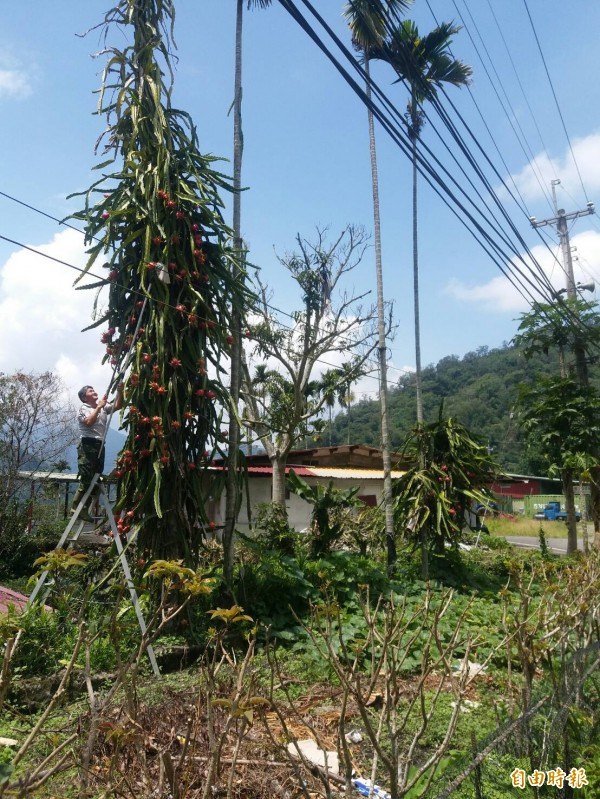 嘉義縣阿里山鄉豐山村民簡天賞經營農場,他種植的7株火龍果分別沿檳榔樹攀爬而上,最高可達6公尺、約2層樓高,要摘採果粒還得爬梯,讓人看了嘖嘖稱奇。(記者曾迺強攝)