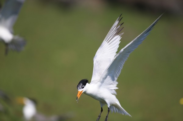 曾消失一甲子的神話之鳥「黑嘴端鳳頭燕鷗」,確認澎湖是主要的繁殖地。(圖由澎湖縣政府農漁局提供)