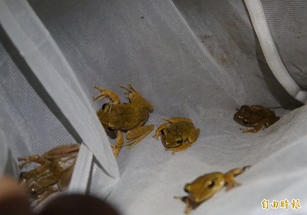 台灣永續聯盟與民眾移除斑腿樹蛙,消滅外來種生物。(記者詹士弘攝)