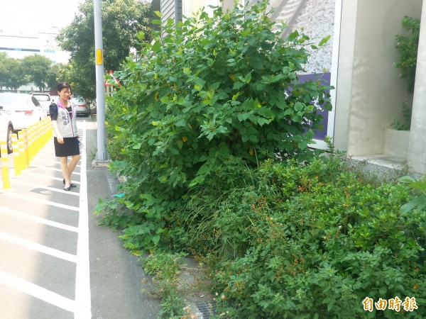 竹北市民代表楊瑞蘭說,竹北車站站區人行道旁雜草叢生,宛如無人管理維護。(記者廖雪茹攝)