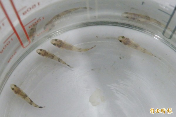 筍殼魚的魚苗,育成不簡單。(記者楊金城攝)