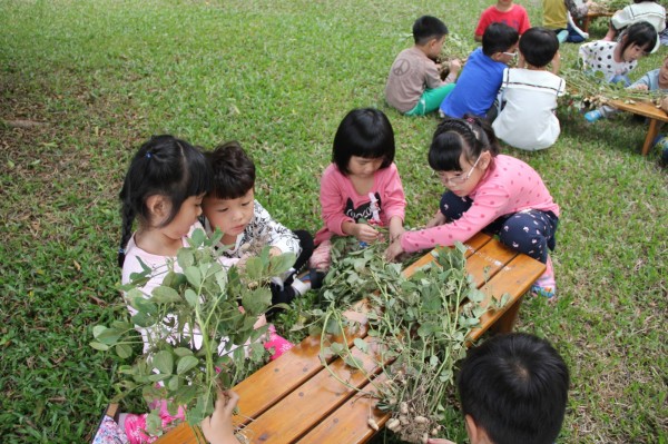 雙溪附幼師生體驗採花生，觀察花生生態。（雙溪附幼提供）