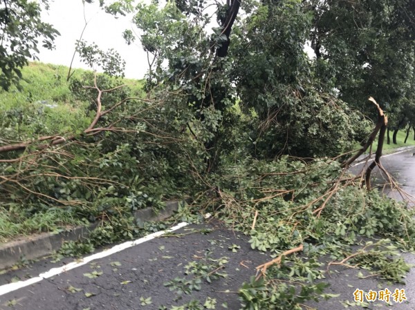 虎尾堤防道路路樹不少被強風吹倒或斷裂。（記者廖淑玲攝）