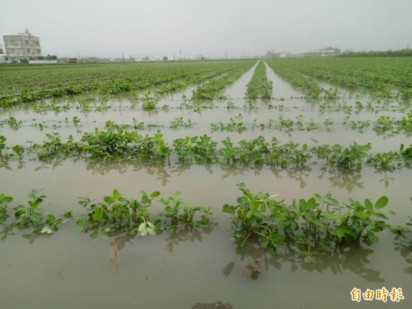 土庫馬光地區多處農田遭大雨淹沒。（記者廖淑玲攝）