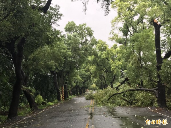 大雨強風造成路樹嚴重傾倒。（記者林國賢攝）