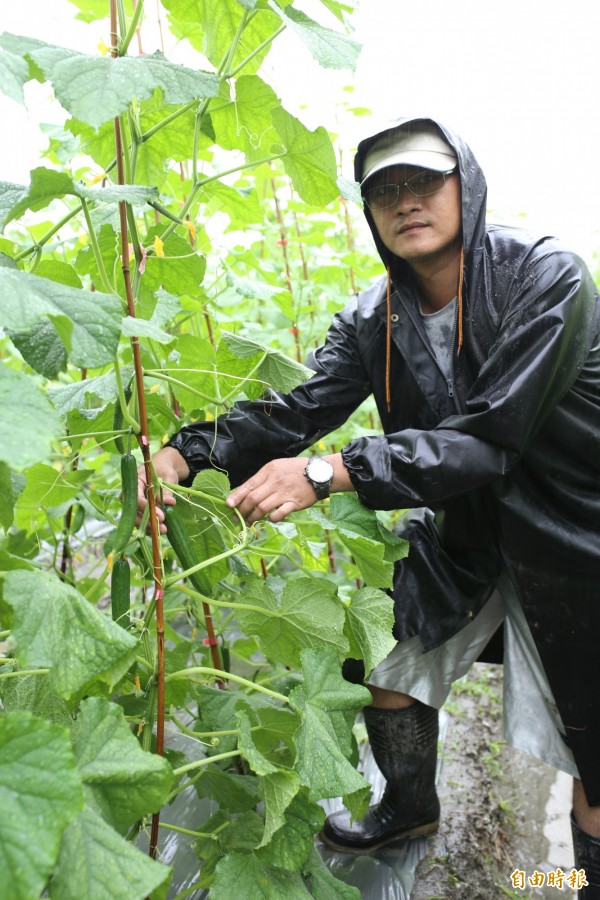 正值採收期的小黃瓜遇上連續大雨，瓜農預告受損達6成。（記者邱芷柔攝）