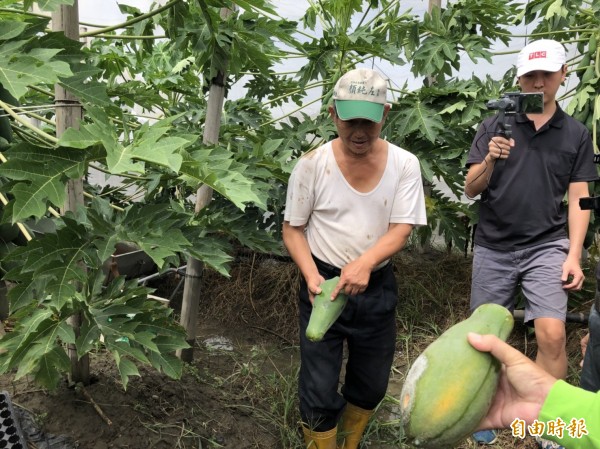 不堪強風豪雨，木瓜落果腐爛嚴重。（記者廖淑玲攝）