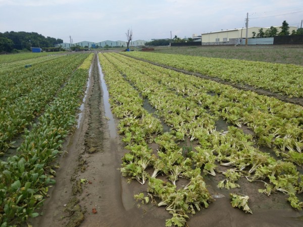 部份田間積水未退。（記者蔡清華翻攝）