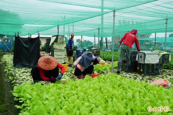 天氣放晴，菜農搶收蔬菜，減少損失。（記者詹士弘攝）