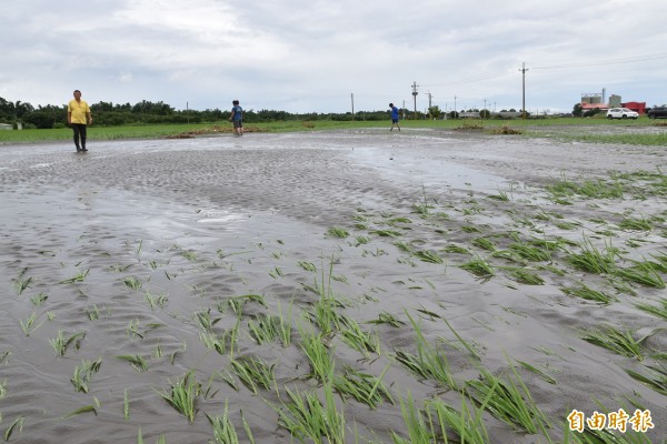 緊鄰石牛溪斗南善功橋下游「水箭」處的農田被土石淹沒，稻作已無法收成。（記者黃淑莉攝）