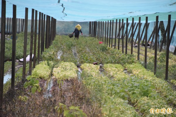 趁豪雨稍停，菜農趕緊到菜園巡視、整理。（記者蘇福男攝）