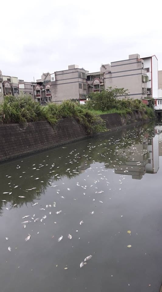 大量魚屍漂浮水面，讓人看了怵目驚心。（記者鄭名翔翻攝）