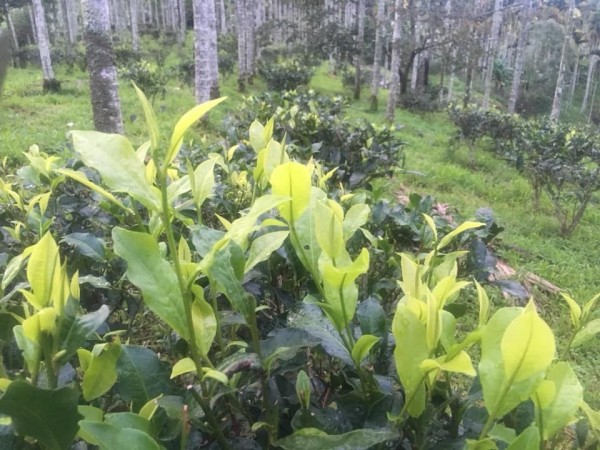 日月潭紅茶近期茶園受連續降雨影響，茶樹上的新芽都有減少的現象。（記者劉濱銓翻攝）