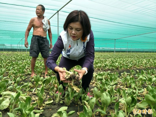 雲林縣長參選人張麗善呼籲農委會停止傷害農民發言，實地到雲林勘災。（記者林國賢攝）