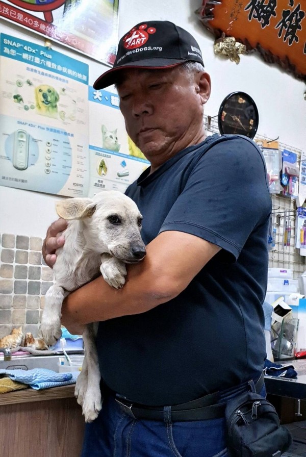 被救上岸的小幼犬。（台灣動物緊急救援小組提供）