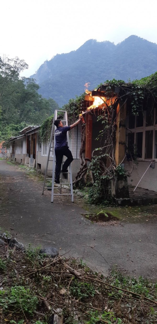 博愛國小谷關分校出現虎頭蜂窩，谷關消防分隊人員以火攻清除。（博愛國小提供）