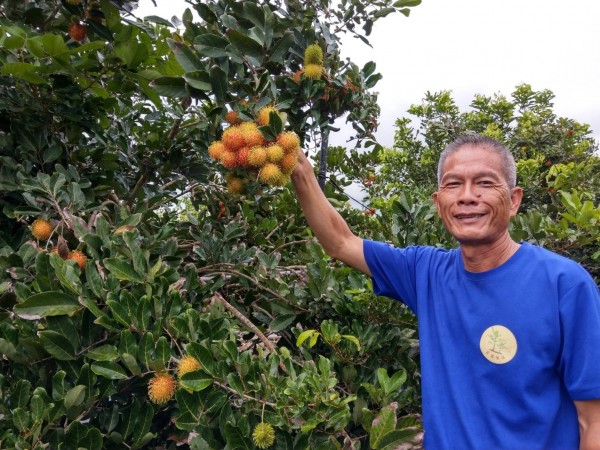 屏東縣果農蔡坤富種紅毛丹種出心得。（記者羅欣貞翻攝）