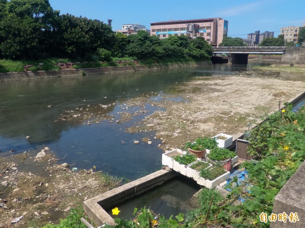 流經竹北市中心的豆子埔溪河床乾涸，溪水太少沒有流通，魚群疑因缺氧而大量翻肚。（記者廖雪茹攝）