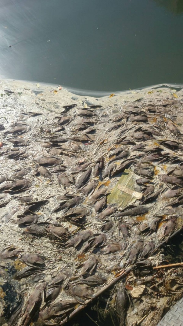 竹北市豆子埔溪連日出現許多吳郭魚、琵琶鼠魚（俗稱垃圾魚）等暴斃魚群，腐臭的魚屍味，經過烈日暴曬令人作噁。（記者廖雪茹翻攝）