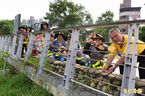 老街溪水環境巡守隊參與「小小魚兒回來」的掛網。（記者李容萍攝）