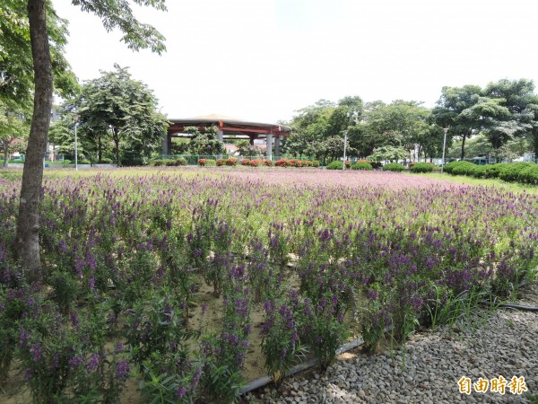 烏日自治公園小花海已完工了，種滿很想薰衣草的天使花。下週就會開放參觀（記者蘇金鳳攝）