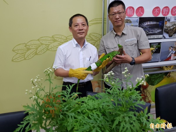 台南常見入侵動物有綠鬣蜥以及入侵植物小花蔓澤蘭等，無天敵、繁衍快，南市農業局加強防除，呼籲全民參與「不輸入、不野放、不擴散」。（記者王涵平攝）