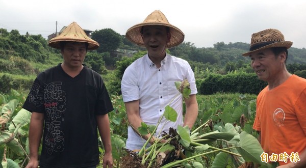 新北市長朱立倫至金牌農村三芝共榮暨安康社區，也至友善耕作田園區體驗農事、採芋頭。（記者陳心瑜攝）