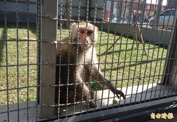 台灣獼猴調整為一般類野生動物後，也不能任意騷擾、虐待、獵捕宰殺。（記者彭健禮攝）