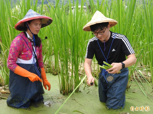 竹科員工換上青蛙裝下至茭白筍田，由農民指導如何採收茭白筍。（記者佟振國攝）