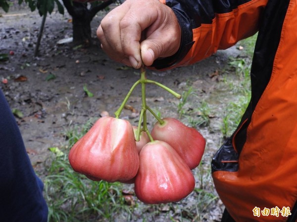 南投信義鄉山區坡地巨大「香菇頭」，其實是蓮霧樹為調整產期才覆上黑網，打開套袋則是一顆顆紅潤蓮霧。（記者劉濱銓攝）