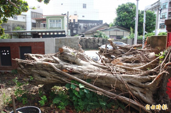 警察宿舍內的老樹在823大雨時倒塌，壓垮圍牆。（記者林宜樟攝）