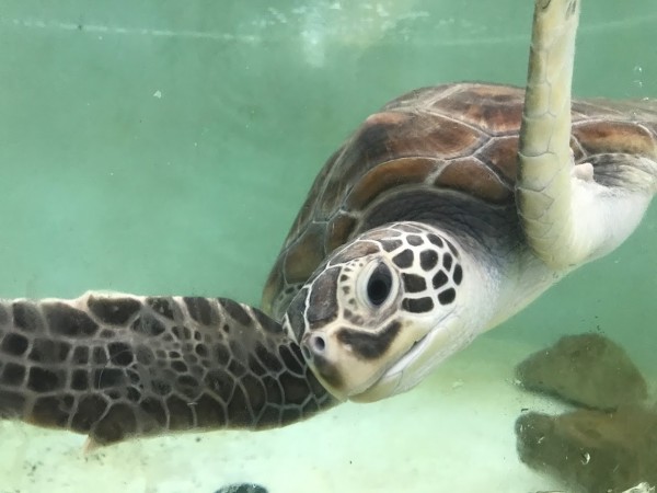 海龜收容中心救回肚子痛海龜。(記者蔡宗憲翻攝)