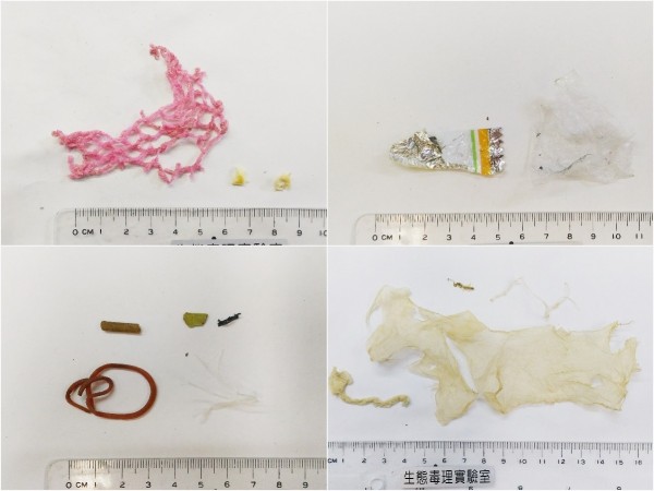 海龜糞便中都有人造物,包含水果網袋、塑膠袋、糖果包裝紙、橡皮筋、塑膠片。(記者蔡宗憲翻攝)
