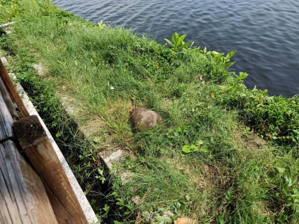 水流屍發現處。（記者黃旭磊翻攝）