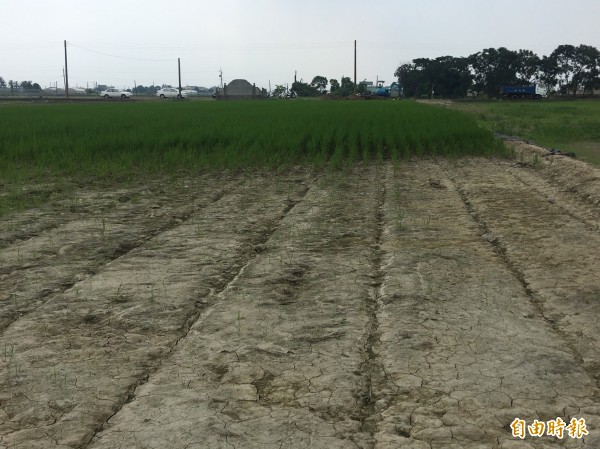 稻田鄰六腳大排處的表土遭洪水沖走,無法復耕。(記者蔡宗勳攝)