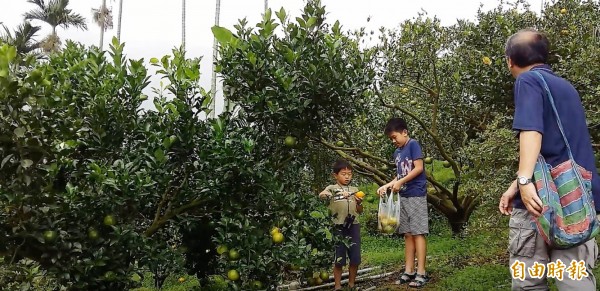 關子嶺溫泉美食節推當季農莊小旅行，到東山深入體驗山區農村社區人文采風，青皮椪柑預計中秋進入採收季。（資料照，記者王涵平攝）