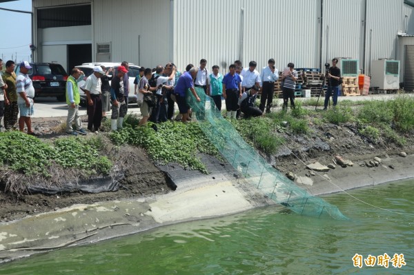 雲林口湖養蝦業者現撈自清駁斥殭屍蝦。（記者廖淑玲攝）