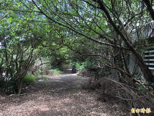 大園海軍砲陣地營區內綠樹成蔭，未來將規劃森林公園。（記者謝武雄攝）