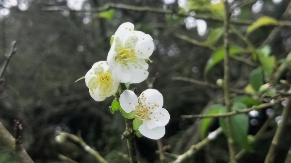 9月梅花開，帶給上山遊客小驚喜。（記者吳俊鋒翻攝）