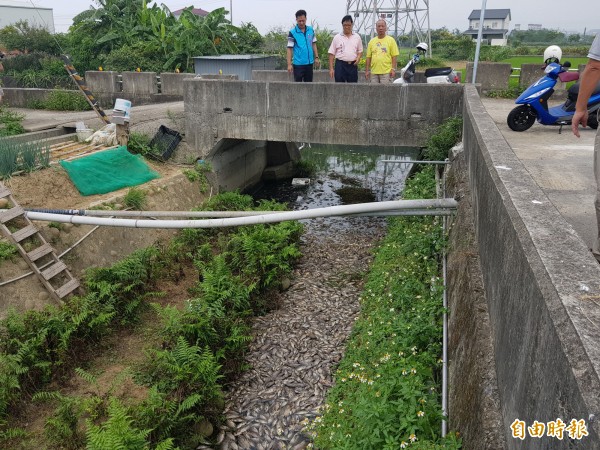 苗栗市西山圳牛欄埤段，被發現大量魚屍，經陽光曝曬，發出陣陣惡臭，縣議員邱鎮軍、市民代表蘇文霸及當地文聖里長林永發趕往關心。（記者彭健禮攝）