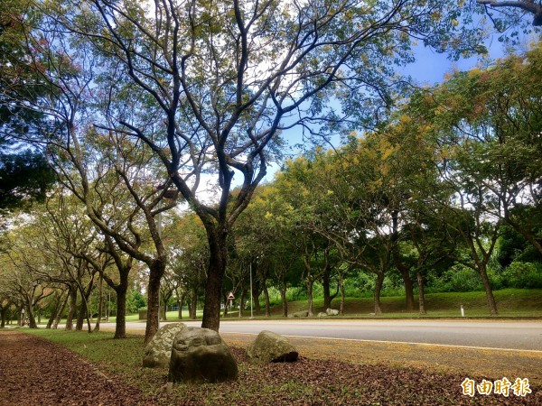 國立暨南國際大學有美麗的台灣欒樹大道。（記者佟振國攝）