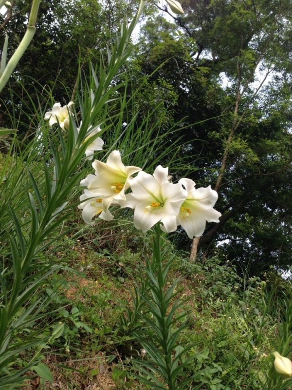 市府去年在大古山復育野百合，如今在大古山可以看到野百合的蹤影。（市府農業局提供）（記者謝武雄攝）